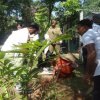 රුක්රෝපණය