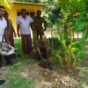 රුක්රෝපණය